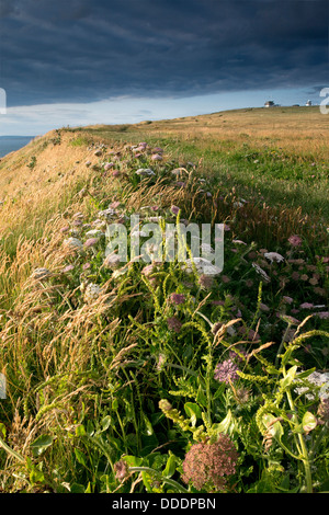 La carotte de la mer - Daucus carota ssp. gummifer sur la falaise à Portland Bill, Dorset Banque D'Images