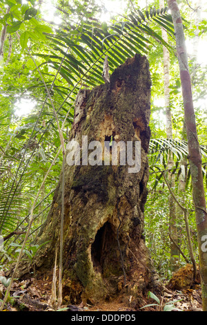 Spooky à la souche d'arbre en décomposition dans les forêts tropicales, l'Équateur, avec des trous ressemblant à des yeux et de la bouche. Banque D'Images