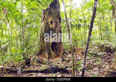 Spooky à la souche d'arbre en décomposition dans les forêts tropicales, l'Équateur, avec des trous ressemblant à des yeux et de la bouche. Banque D'Images