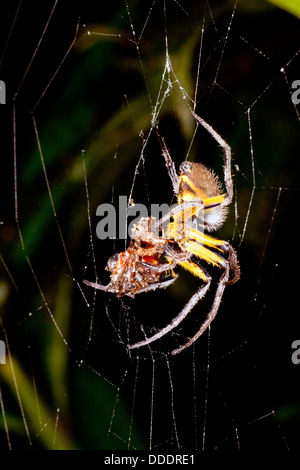 Orb Spider web-amazonienne de manger une proie dans la nuit, l'Équateur Banque D'Images