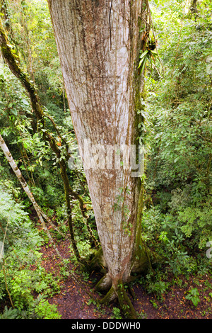 Tronc d'un arbre Ceibo géant (Ceiba pentandra) vue d'en haut d'une tour de la canopée. Dans les forêts tropicales, l'Équateur Banque D'Images