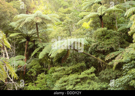 Cyathea medullaris Les fougères arborescentes dans la région de Northland Nouvelle-Zélande Banque D'Images