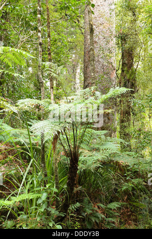 Dicksonia lanata - New Zealand native tree fern Banque D'Images