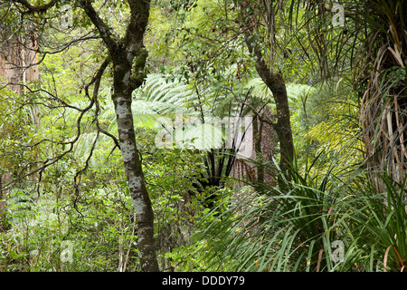 Cyathea medullaris fougère arborescente dans la forêt de kauri de Nouvelle-Zélande Banque D'Images