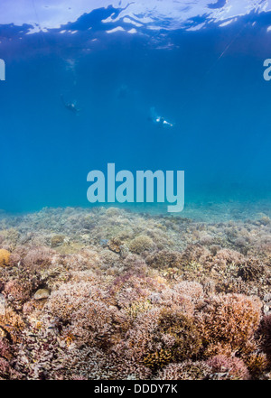 Les plongeurs en piscine plus colorés, de récifs coralliens tropicaux sains en Asie Banque D'Images