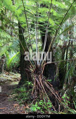 Cyathea dealbata fougère arborescente à Auckland, Nouvelle-Zélande Banque D'Images