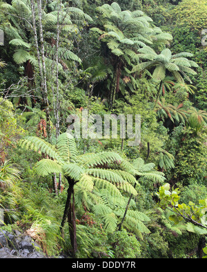 Cyathea medullaris Les fougères arborescentes à Auckland, Nouvelle-Zélande Banque D'Images