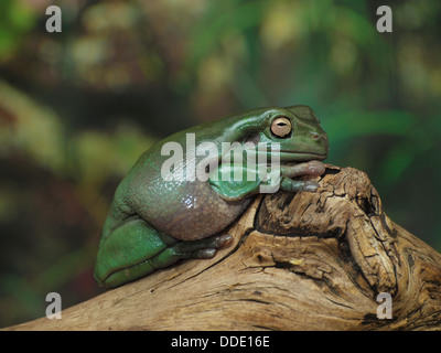 White's Dumpy grenouille d'arbre sur une branche Banque D'Images