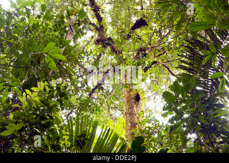 Regardant vers le haut de la canopée de la forêt tropicale en Amazonie équatorienne Banque D'Images