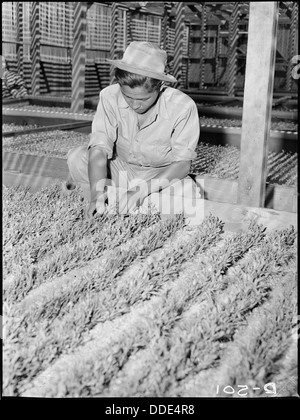 Manzanar Manzanar, Centre de réinstallation, en Californie. Dans une expérience à la pépinière centre de réinstallation . . . 538471 Banque D'Images