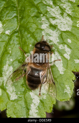 Mouche de drone, mouche de drone, dronefly, Bienen-Schwebfliege, Bienenschwebfliege, Mistbiene, Eristalis spec. Banque D'Images