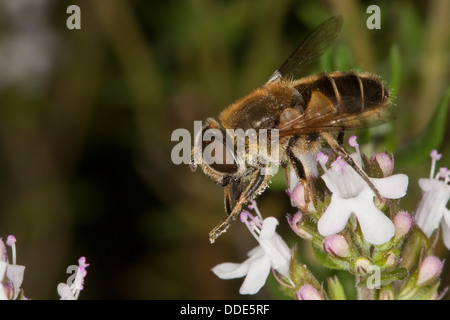 Mouche de drone, mouche de drone, dronefly, Bienen-Schwebfliege, Bienenschwebfliege, Mistbiene, Eristalis spec. Banque D'Images