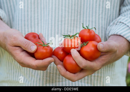 Solanum lycopersicum. Holding jardinier tomates accueil Banque D'Images