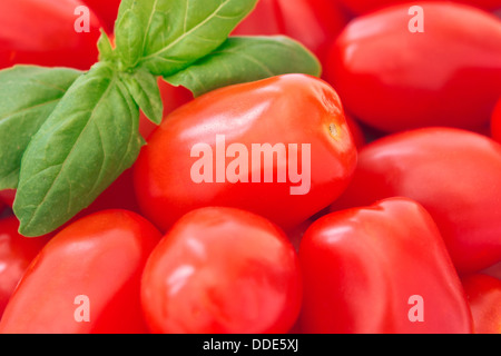 Un gros plan de l'ensemble bébé tomates italiennes, avec un brin de basilic dans le coin supérieur gauche Banque D'Images