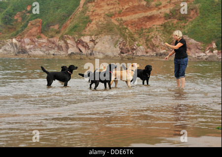 Les Labrador et leur propriétaire jouant sur une plage Banque D'Images