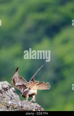 Jeune Faucon sacre (Falco cherrug) s'étend sur la saillie rocheuse. Parc National Balkan Central. La Bulgarie. Banque D'Images