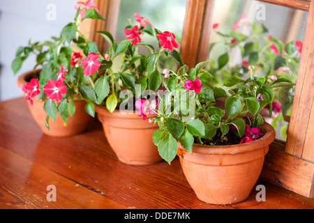 L'impatiens colorés des plantes dans des pots en terre cuite sur une table en bois et soutenu par un miroir. Banque D'Images