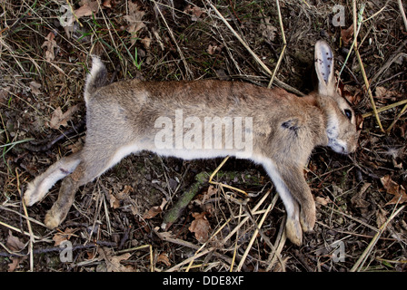 Lapin sauvage mort avec fusil pellet blessures, tourné comme un ravageur par agriculteur Banque D'Images