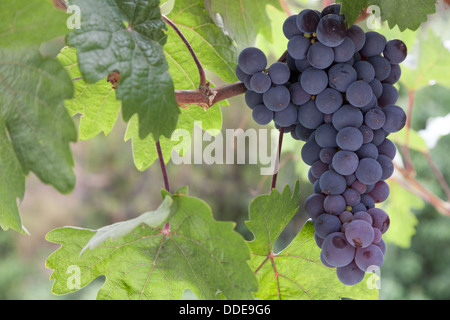 Légende grappe de raisin prêt à être moissonné Banque D'Images
