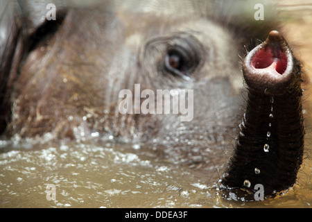 Close-up d'un Lankesian bébé éléphant (Elephas maximus Maximus), prendre un bain à Pinnawela, Sri Lanka Banque D'Images