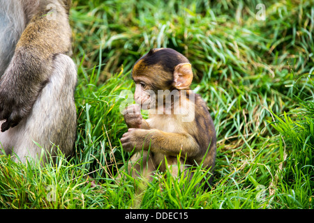 Bébé Macaque de Barbarie Banque D'Images