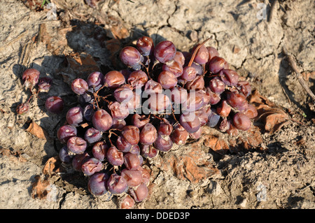 Les raisins rouges séchés est tombée de la vigne dans un vignoble dans la région de Nieve en Italie du nord Banque D'Images