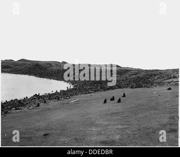 Une rookery, un terrain de reproduction pour les oiseaux, est montrée, démontrant un site écologique vital où les oiseaux nichent et élèvent leurs petits. Banque D'Images