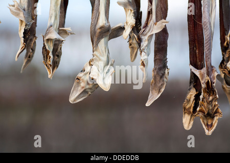 Sécher le poisson à vendre sur la plage de Kuakata dans le District Sud du Bangladesh de Patuakhali Banque D'Images