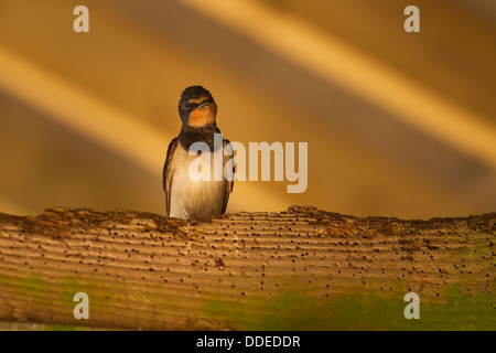 Swallow (Hirundo rustica) perché sur poutre infestée woodworm golf polo dans ancienne grange à golden morning light Banque D'Images