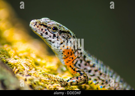 Portrait d'un lézard commun Banque D'Images