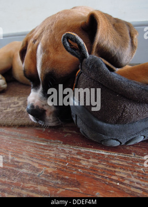 Boxer chiot dormir sur une chaussure Banque D'Images