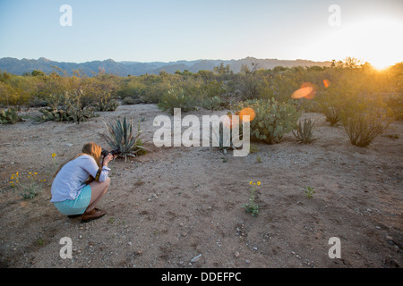 Tucson AZ - photographier le coucher du soleil du désert Banque D'Images