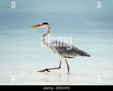 Heron posant sur la plage Banque D'Images