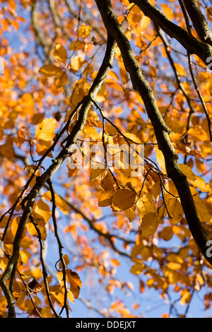 Fagus sylvatica en automne. Le hêtre commun les feuilles des arbres. Banque D'Images