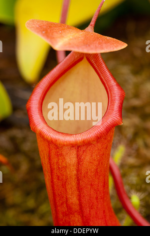 Nepenthes ventricosa à Aberdeen Le Jardin d'hiver Banque D'Images