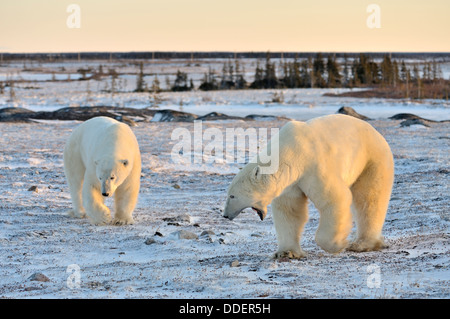 Deux ours polaires (Ursus maritimus) se quereller et menace sur la toundra gelée au coucher du soleil, Churchill, Manitoba, Canada. Banque D'Images