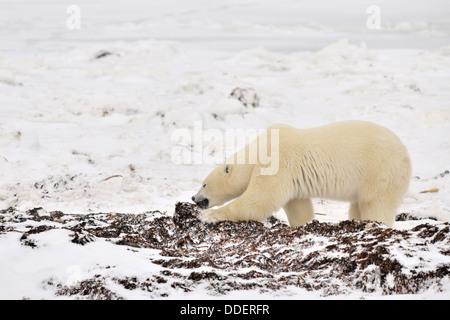 L'ours polaire (Ursus maritimus) se nourrissant sur des algues au beach en attente sur la mer de glace, Churchill, Manitoba, Canada. Banque D'Images