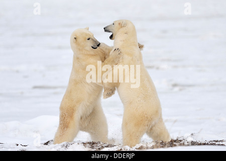 Deux ours polaires (Ursus maritimus) debout et faire semblant de se battre, de Churchill, de la baie d'Hudson, au Manitoba, Canada. Banque D'Images