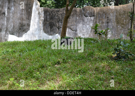 Macaque à queue de lion Macaca silène singe noir Banque D'Images