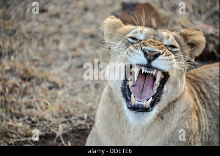 Panthera leo Banque D'Images