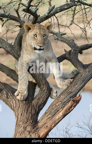 Panthera leo Banque D'Images