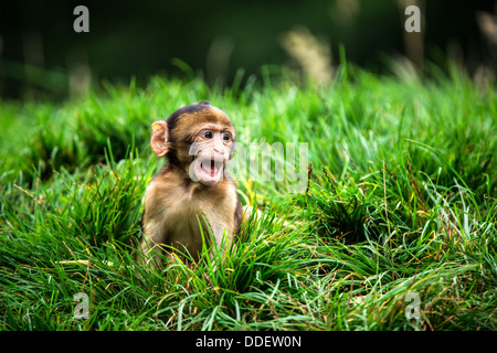 Bébé Macaque de Barbarie Banque D'Images