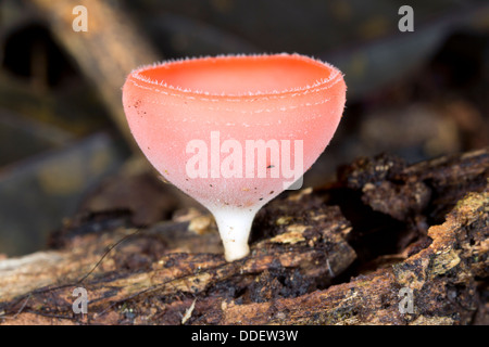 Cookeina sulcipes gobelet (champignon) sur le sol de la forêt tropicale, l'Équateur Banque D'Images