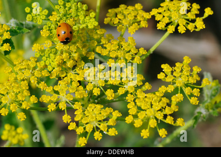 Coccinella septempunctata Ladybird - Seven-Spot sur Panais sauvage Pastinaca sativa - Banque D'Images