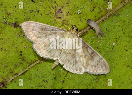 Mère de Pearl Moth - Pleuroptya ruralis On leaf Banque D'Images