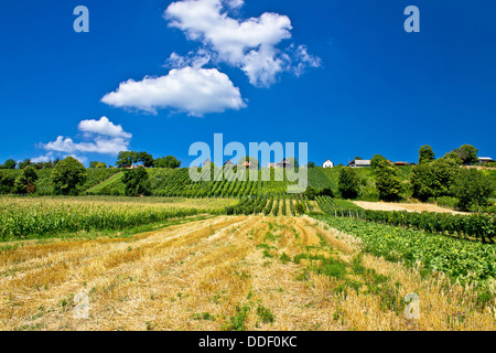 Vignobles et de cottages traditionnels sur la colline verte de Kalnik mountain, la Ballade région, Croatie Banque D'Images