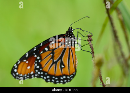 Plan macro sur une belle reine( Danaus gilippus thersippus papillon) perché sur une tige d'herbe Banque D'Images