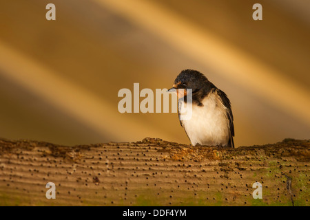 Swallow (Hirundo rustica) perché sur poutre infestée woodworm golf polo dans ancienne grange à golden morning light Banque D'Images