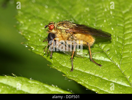 La bouse d'or jaune ou voler (Scatophaga stercoraria) se nourrissant de proies Banque D'Images