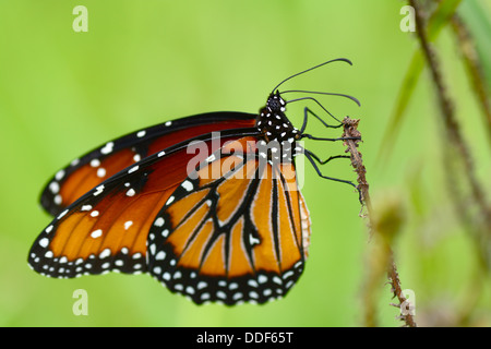 Belle Reine papillon Danaus gilippus thersippus() perché sur une tige d'herbe Banque D'Images